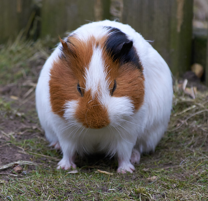 guinea pig, rodent, mammals, nature, animals, hairy, nose