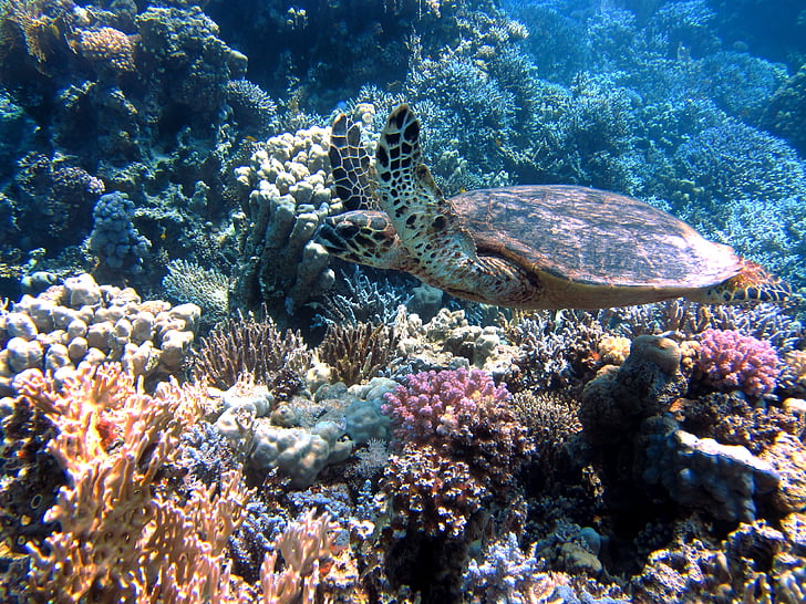 Żółw, Ocean, morze, Meeresbewohner, podwodne, Morze Czerwone, Coral