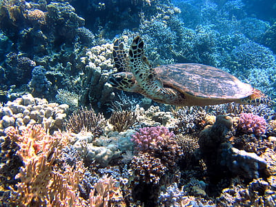 tortuga, Océano, mar, meeresbewohner, bajo el agua, Mar rojo, Coral