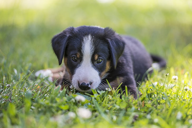 appenzell, puppy, summer, dog, animal, grass, pets