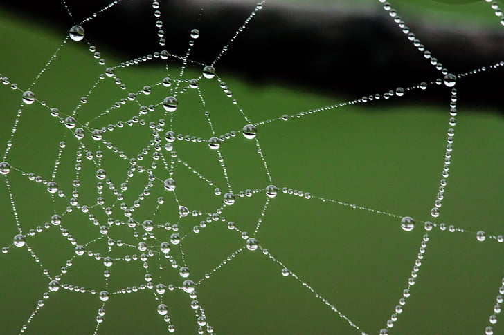 web, nước, giọt, sương, cobweb, spiderweb, arachnid