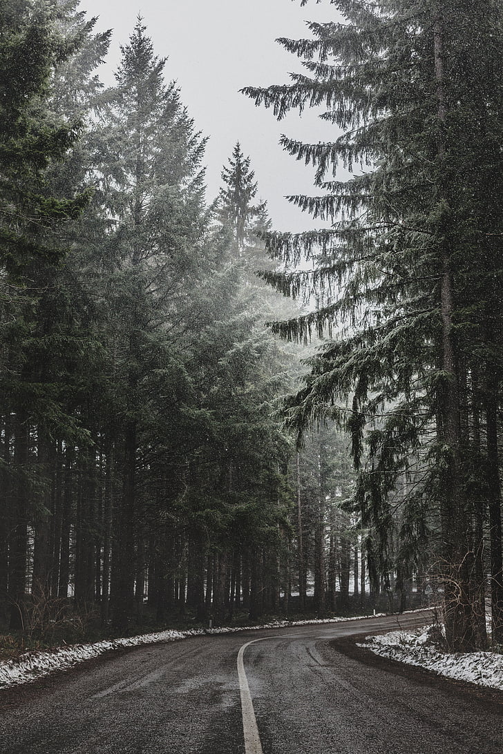 дерева, завод, Природа, дорога, подорожі, чорно-біла, туман