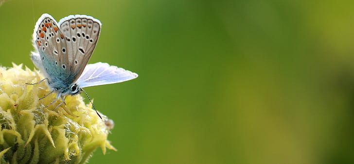 fluture, Nectar, naturale, banner-ul, scump, insectă, natura