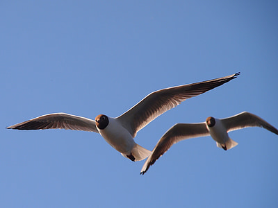 Sea gull, vták, Sky, modrá obloha, letné