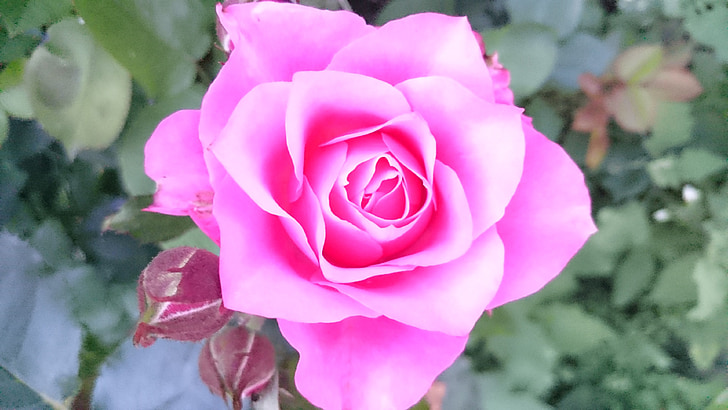 rosa, fiore, rosa, Fioriture Rose, petali di, Rose rosa, fiore di estate