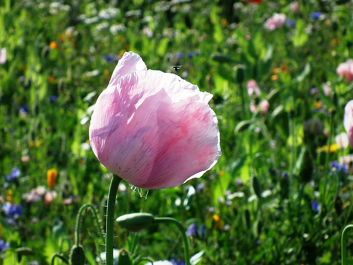 kukka niitty, unikko, kukat, niitty, kesällä, vaaleanpunainen