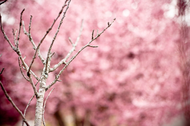日本の桜, プルナスの serrulata, 丘桜, オリエンタル チェリー, 東アジアの桜, 花の木, ツリー