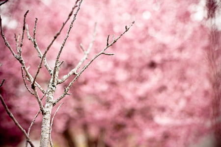 japanilainen kirsikka, Prunus serrulata, Hill cherry, itämaiset kirsikka, Itä-Aasian kirsikka, kukkiva puu, puu