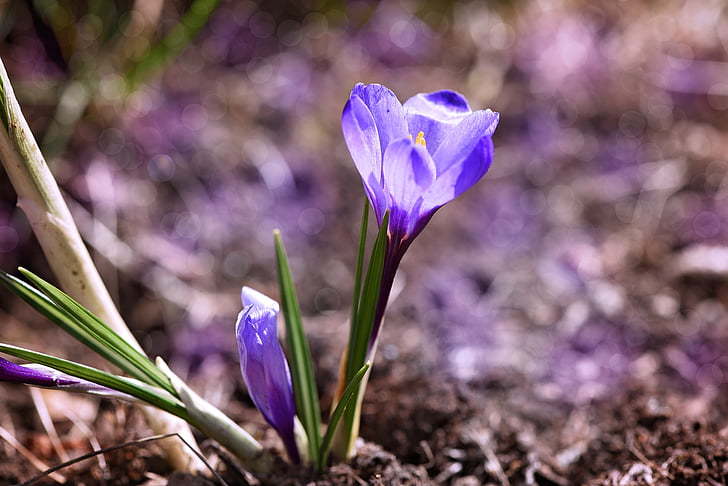 Crocus, flor, bloomer de principios, azul, azul claro, flor de primavera, jardín