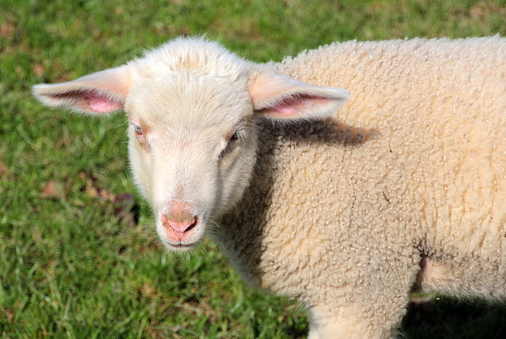 ovelhas, Cordeiro, Branco, schäfchen, animais, Primavera, doce