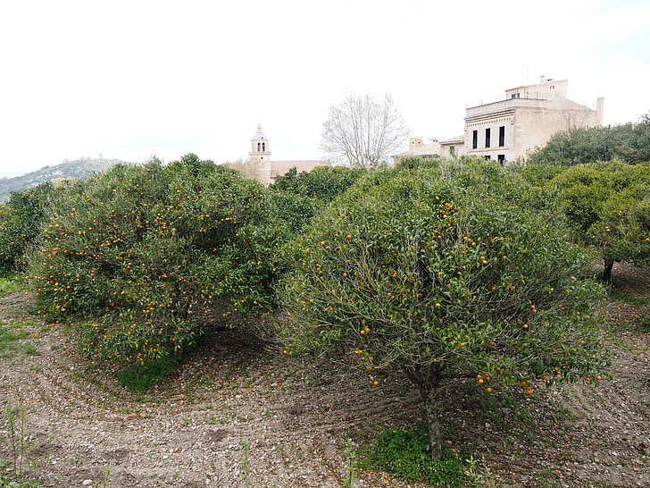 Orange grove, a narancsfák, ültetvény, Randa, falu, Mallorca