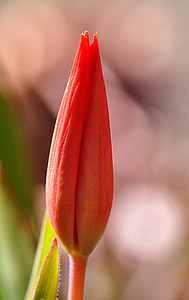 Tulipa, flor, flor, flor, vermelho, fechado, flor de primavera