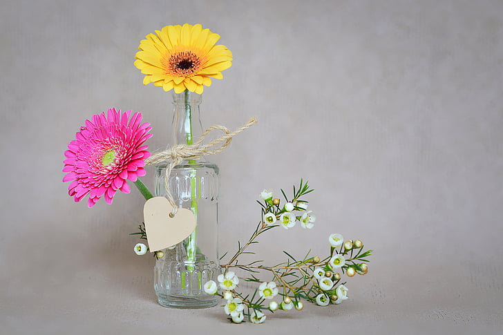 fleurs, Gerbera, pétales, jaune, Rose, fleur de frangipanier, blanc