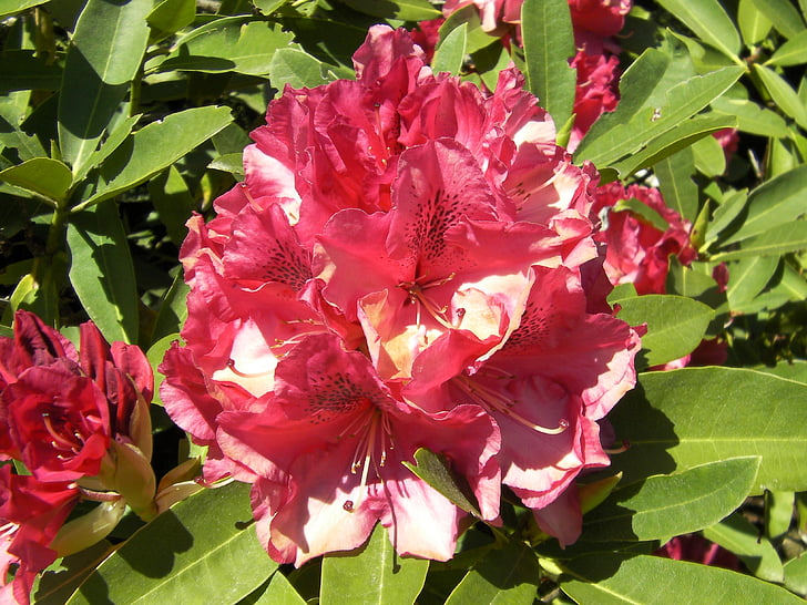 rododendro, Rhododendron ferrugineum, flores, flor, florescendo, natureza, plantas