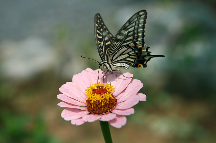butterfly, flowers, insects, swallowtail, forest, nature