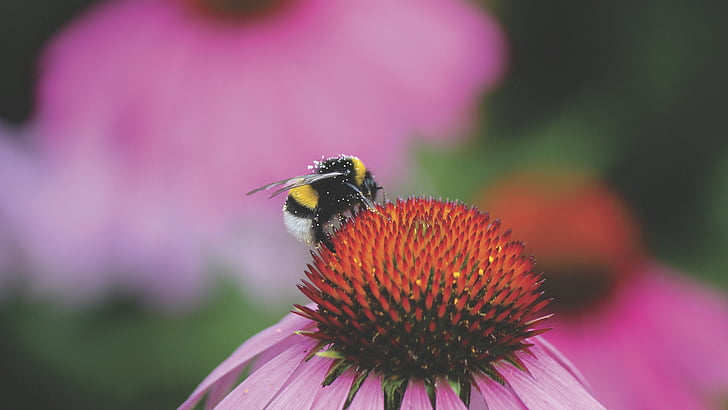 pčela, Bumbar, Krupni plan, cvijet, kukac, priroda, oprašivanje