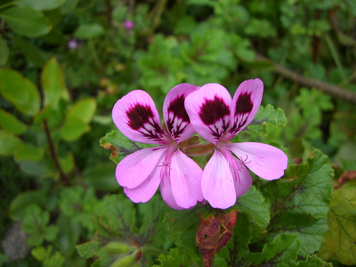 flower, pink, plant, nature, close, petals, purple