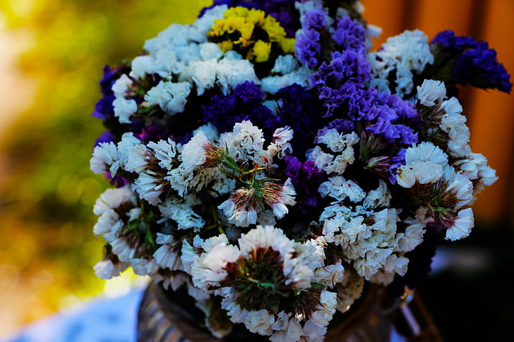 closeup, foto, Violeta, dzeltena, balta, petaled, puķe