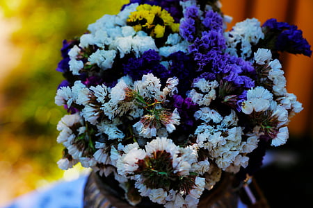 Closeup, foto, paars, geel, wit, petaled, bloem