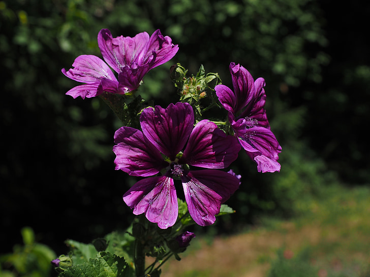 Wilde Malve, Blume, Blüte, Bloom, violett, lila, Malva sylvestris