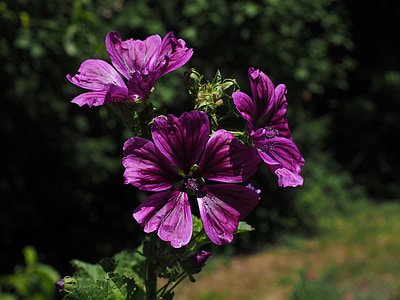 mauve sauvage, fleur, Blossom, Bloom, violet, Purple, Malva sylvestris