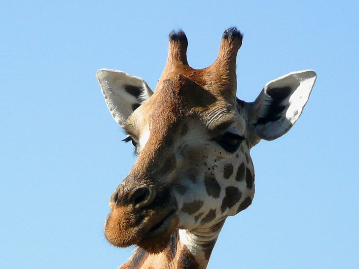 Giraffe, Kenia, dier, Wild, dieren in het wild, Afrika, natuur