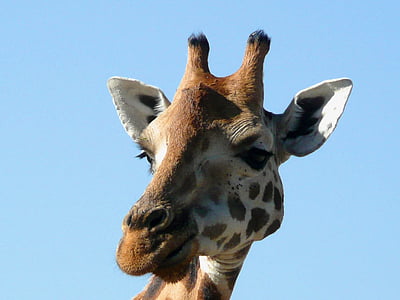 girafa, Quênia, animal, selvagem, vida selvagem, África, natureza