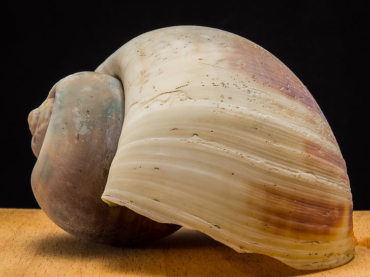 shell, snail, close
