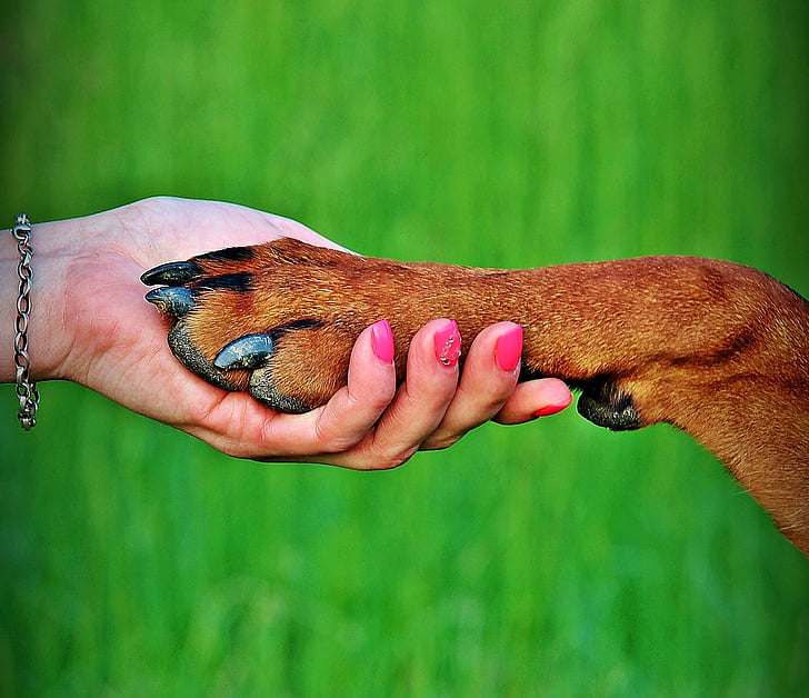 with his foot, friendship, pads, dog, man, human Hand, animal