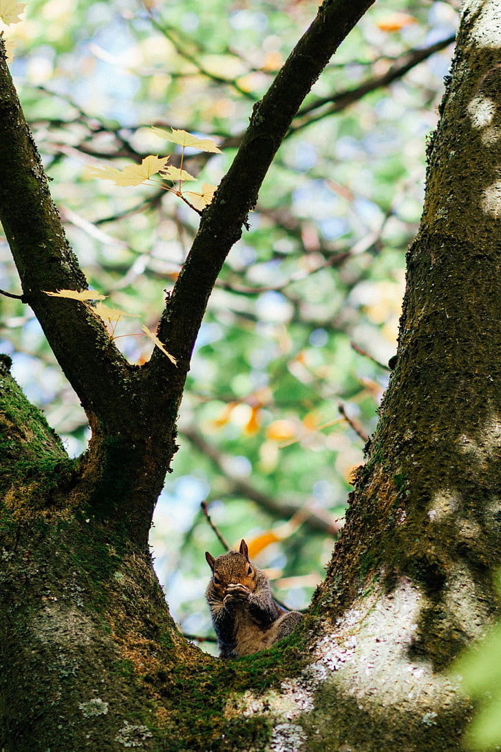 squirrel, eating, acorn, tree, plant, branch, wood