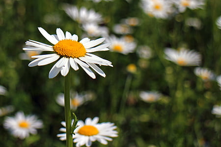 daisies, flowers, plant, bloom, white, wild flowers, wild flower