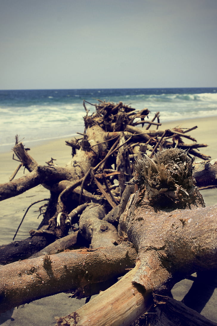 пляж, дерево, Природа, океан, Справочная информация