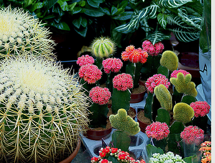 Cactus, sphérique, blanc, coloré, sucholubne, en pot, décoratifs
