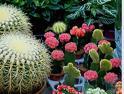 cacti, spherical, white, colorful, sucholubne, potted, decorative