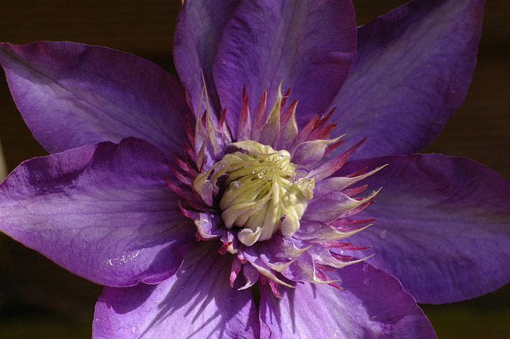 clematis, climber, purple, flower, nature, plant, petals