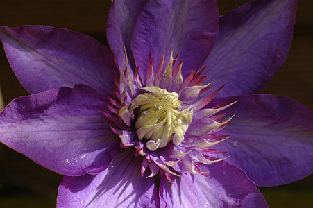 Ломонос, альпинист, фиолетовый, цветок, Природа, завод, лепестки