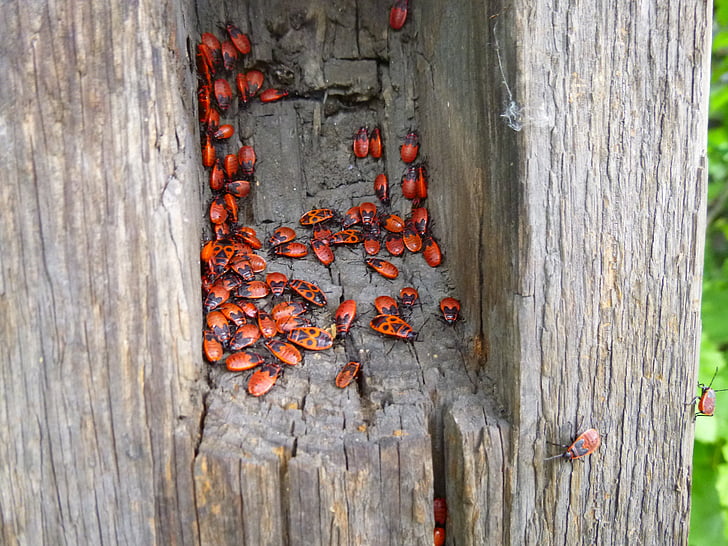 Besouro, vermelho, covil de árvore, natureza, comida, madeira - material, close-up
