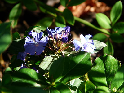 auriculata, ดอก, บาน, สีฟ้า, โรงงาน, auriculata จีน, ceratostigma willmottiana