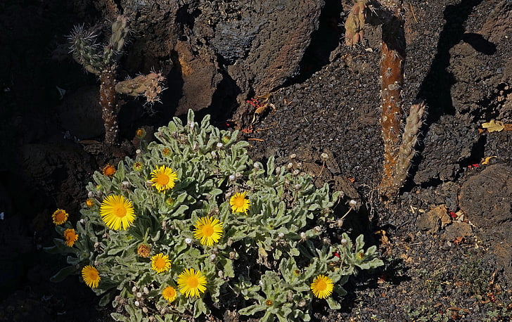 nauplius, intermedius, fleur, fleurs, jaune, Lanzarote