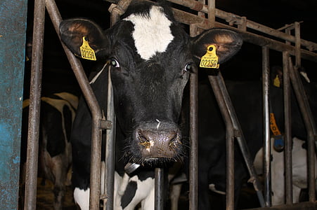 vacă, agricultura, lapte, vite, ferma, efectivele de animale, animale