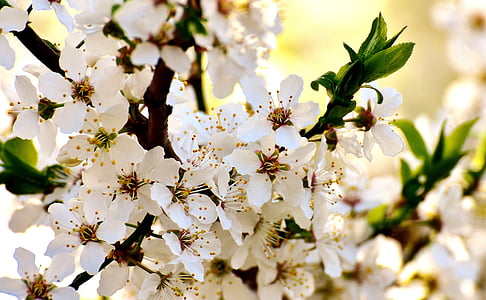 våren, Blossom, blomst, natur, anlegget, treet, hage