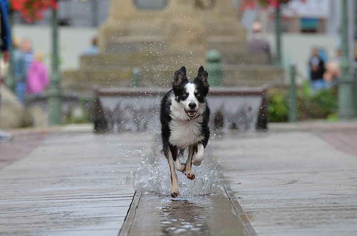 bordercollie, Fountain city, löpande hund, gamla stan, vatten, fontän