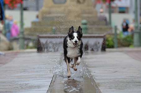 bordercollie, suihkulähde city, juokseva koira, vanha kaupunki, vesi, suihkulähde