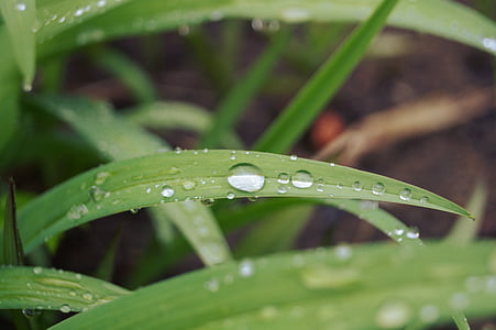 close-up, dew, grass, nature, plant, water drops, drop