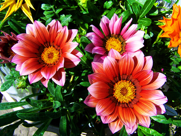 Colorful Wiosna Kwiaty, Kwiat ogród, czerwono różowy