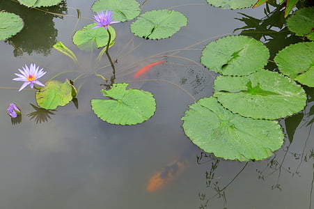 ūdens lily, dīķis, Lotus, daba, augu, zaļa, ziedu