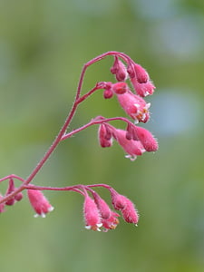 Gyokuro, lill, pronksist kellad, punane lamineeritud silberglöckchen, roosa, Bloom, punane