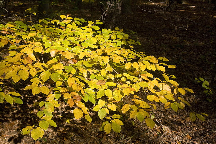 beech, beech leaves, leaves, forest, golden, october, autumn