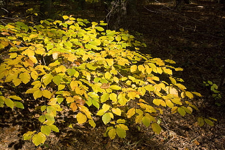 Beech, Beech daun, daun, hutan, emas, Oktober, musim gugur