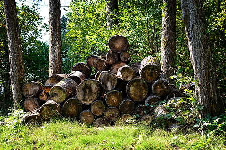 drewno, Drewno kominkowe, holzstapel, Natura, ułożone, rosnącą, stos drewna
